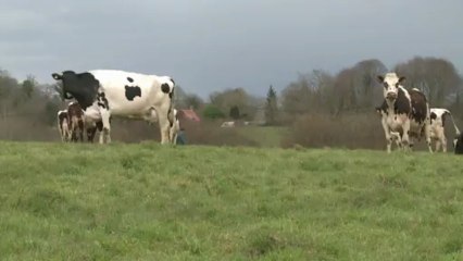 Prix du lait : les éleveurs français en difficulté