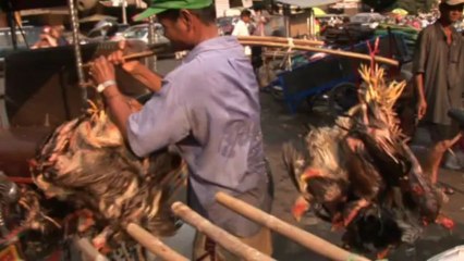 Cambodia fights surge in bird flu deaths