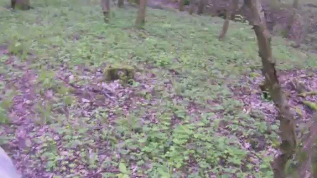 Ou trouver des morilles ?