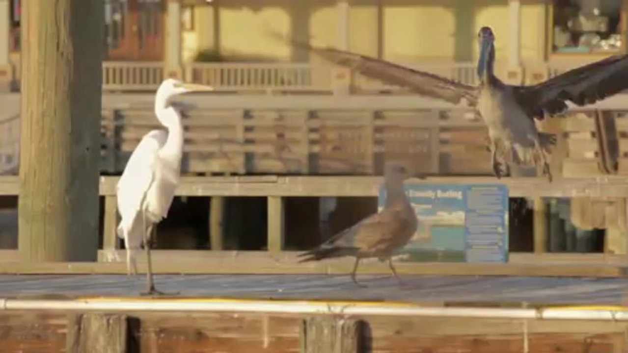 Blue Heron Inn - Bed & Breakfast Amelia Island Hotel - Family Vacation Rental Accommodations