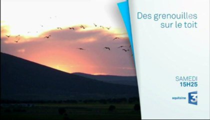 Documentaire - Des grenouilles sur le toit