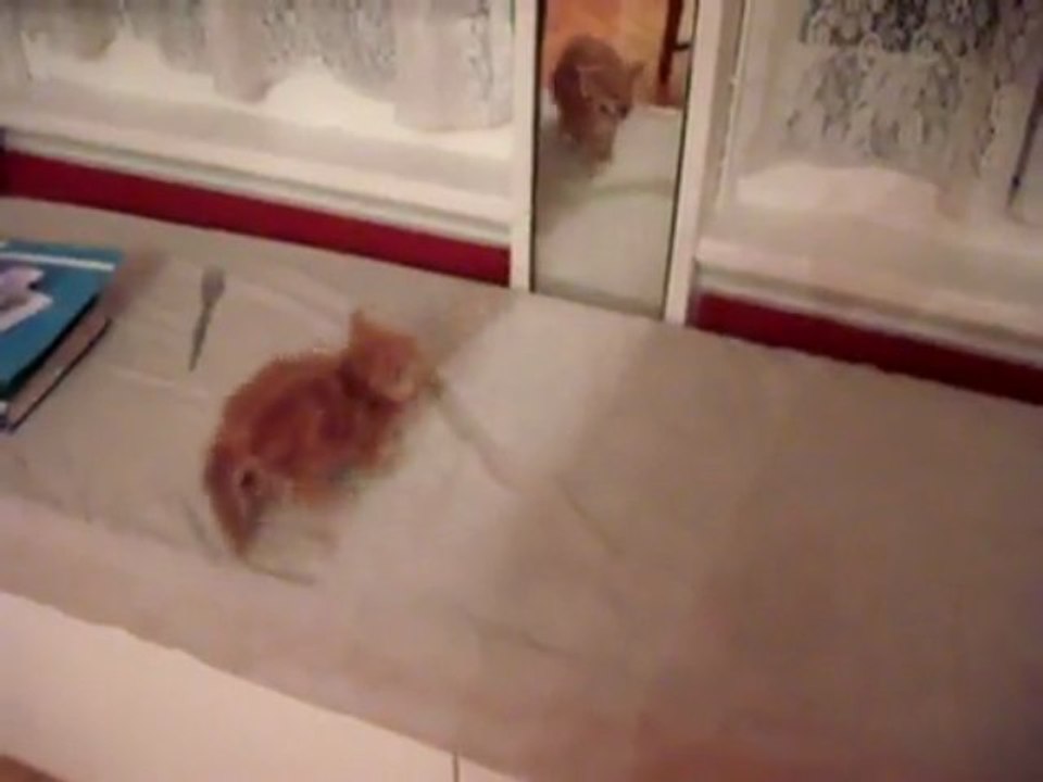 Kitten Sees Itself In Mirror