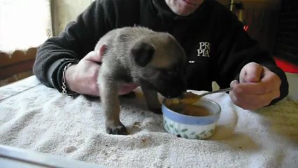 femelle violet 1er repas