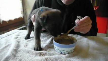 male bleu 1er repas