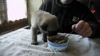 male jaune 1er repas