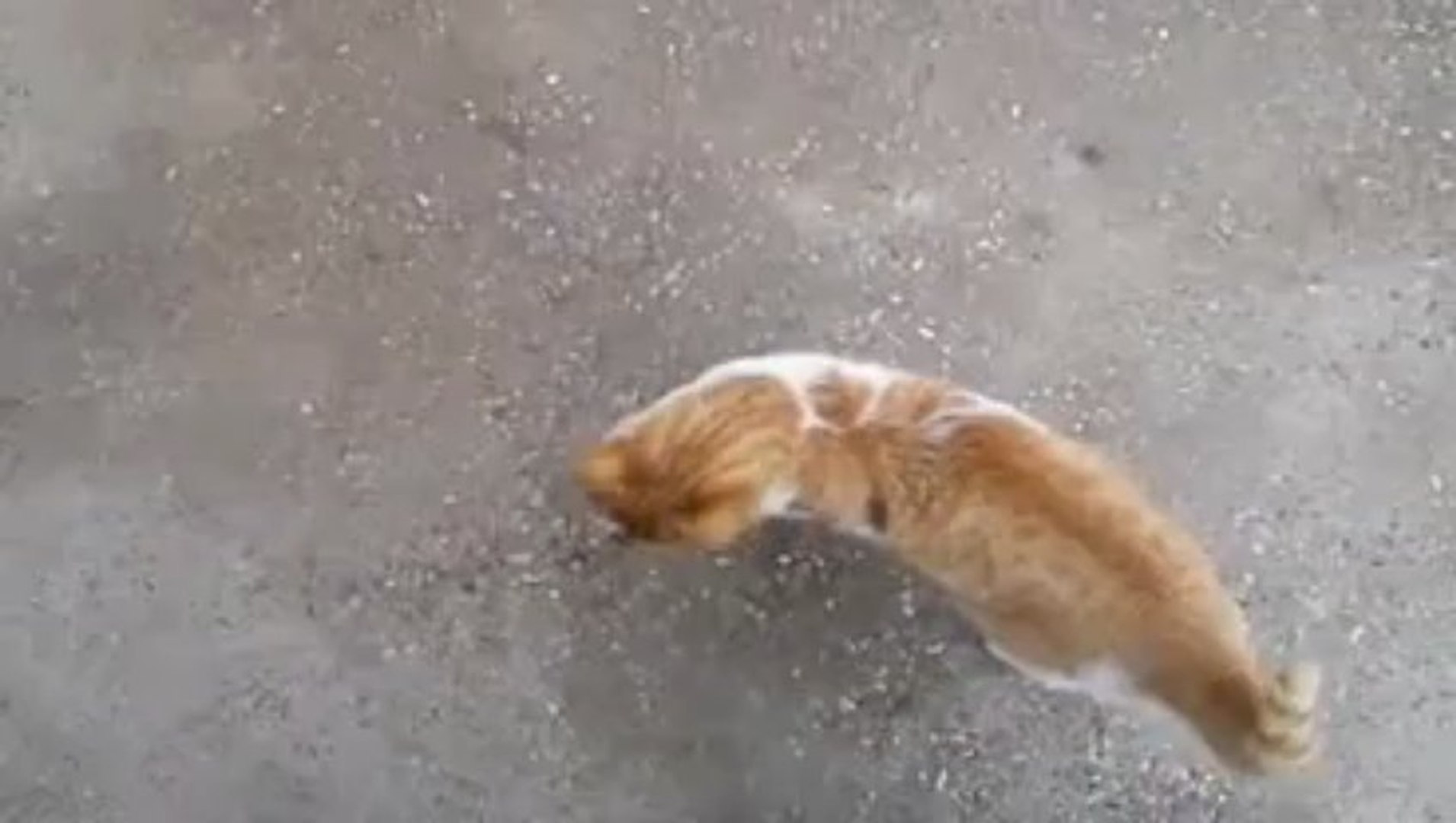 cats