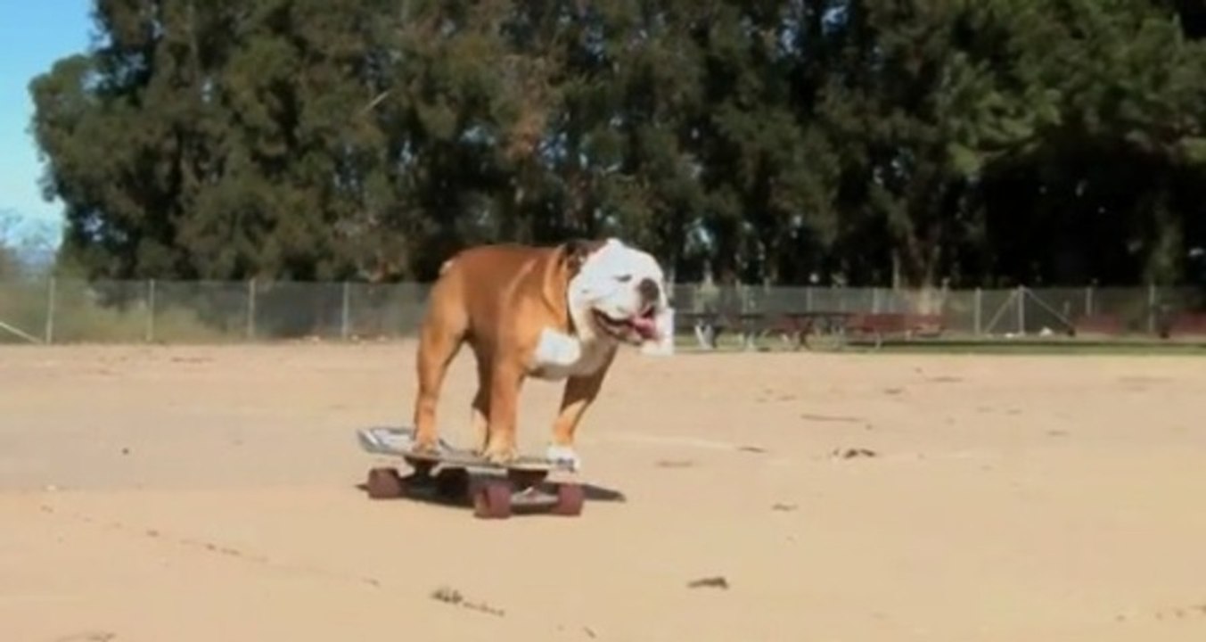 Dog can ride on Skateboard, Skimboard and Snowboard ! - 2011