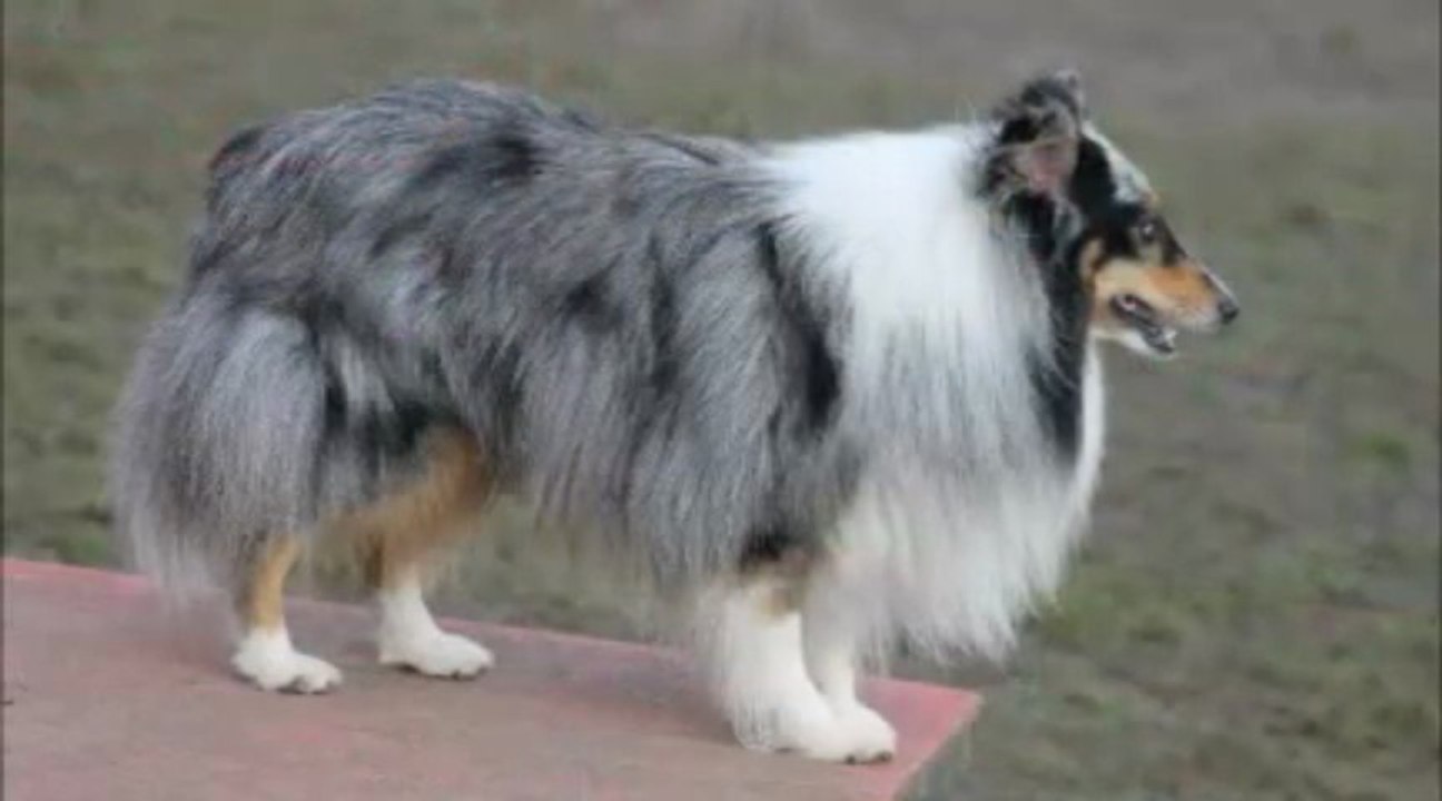 Débuts saison 2013 Flipper, Denver, Cooper