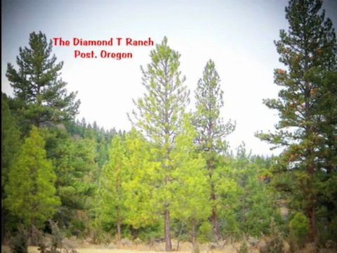 Cattle Ranch For Sale - Fay Ranches