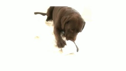 Correct Your Pet’s Behaviour With Dog Training Brisbane | 1 300 306 887