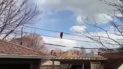 Clever Raccoon Shimmies Along A Powerline