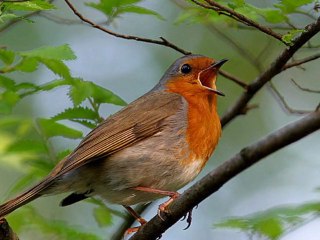 ROUGE-GORGE NOTRE AMI SI PROCHE DE L'HUMAIN