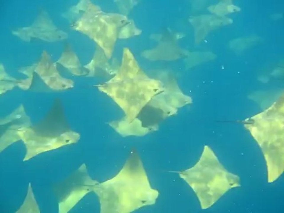 Amazing Stingray Migration
