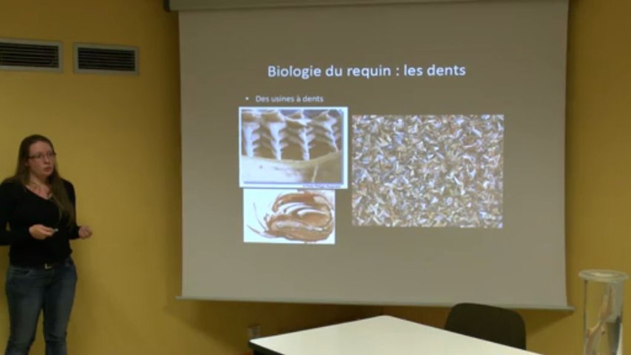 Requins, du mythe à la réalité partie 1
