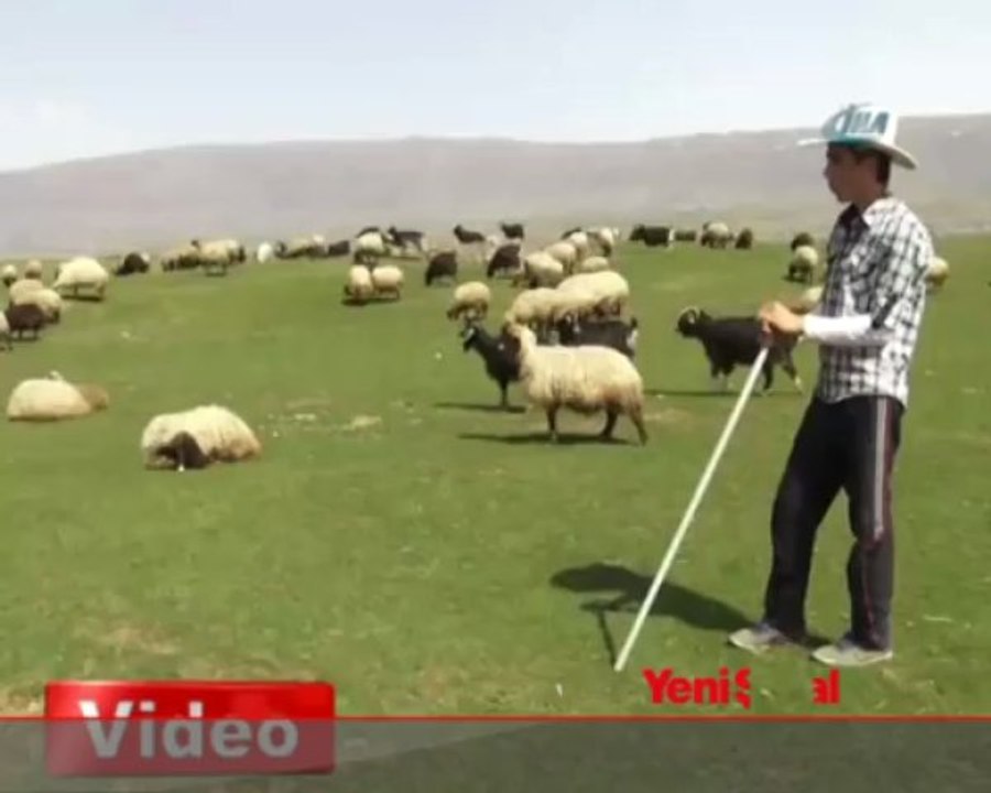 3.500 TL maaşa çoban bulunamıyor