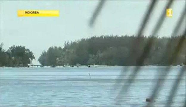 MOOREA MORDU PAR UNE MURENE