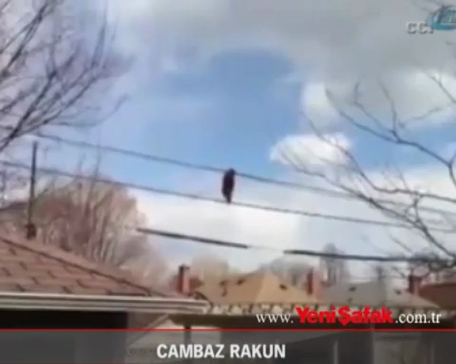 Cambaz rakun!