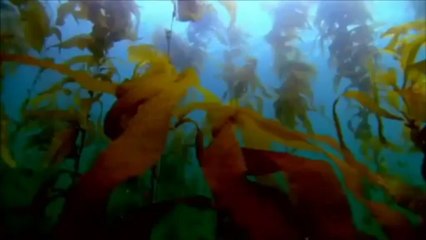 Do What You Were Born to Do. Your Purpose. Your Passion. Your Calling.