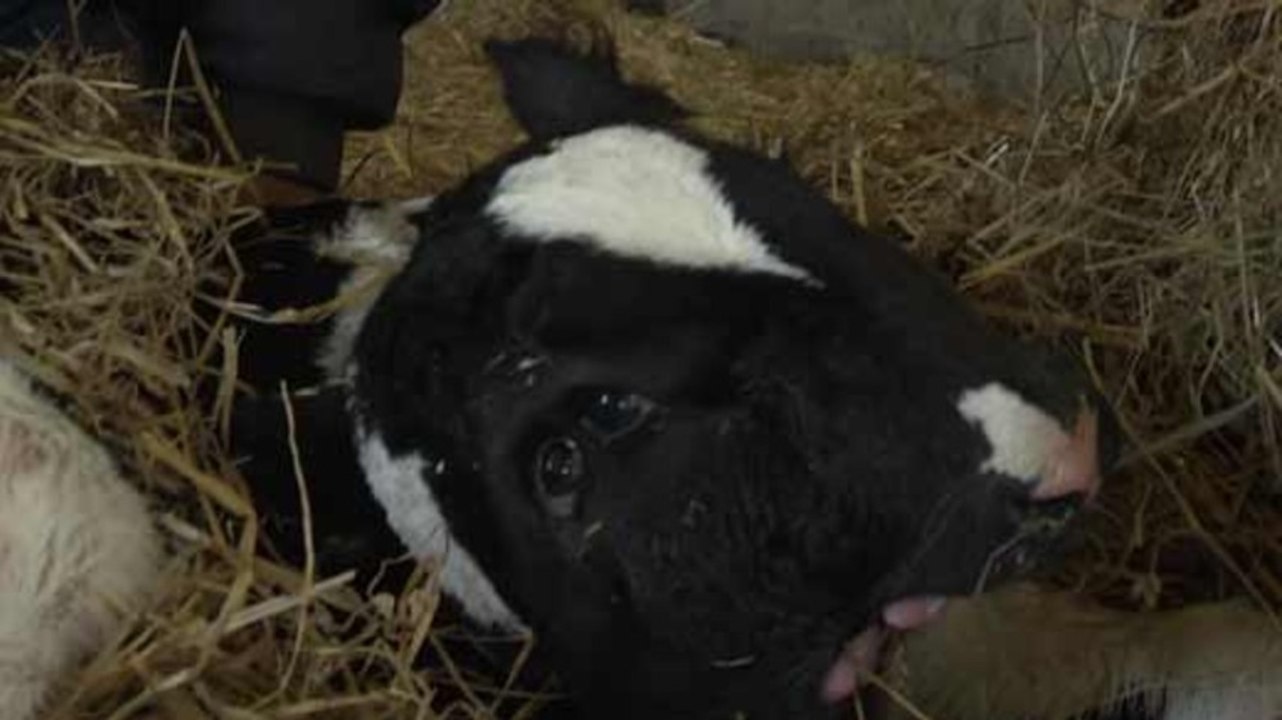 Vache à deux têtes