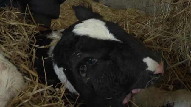 Vache à deux têtes