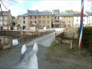 ** Bodeguero LVIII **  cheval PRE a vendre