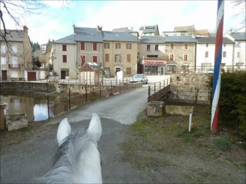 ** Bodeguero LVIII ** cheval PRE a vendre