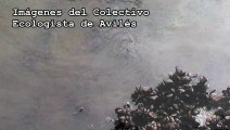 Ecologistas denuncian vertido en la ría de Avilés. Asturias