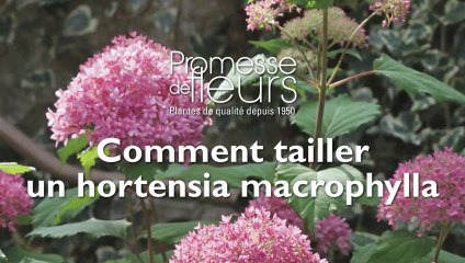 Comment tailler  un hortensia macrophylla