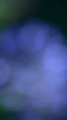 Ortamsesli Ortamsesli.com Ortamsesli.net ortamsesli ortam sesli Ortamsesli