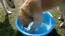 When Too Hot / Тазик от жары