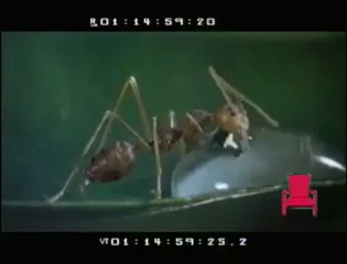 ALLAH'IN ÜSTÜN SANATI,SU ICEN KARINCA