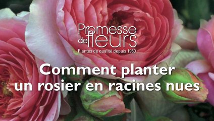 Comment planter un rosier en racines nues