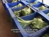 ¿ Que es la Soberanía Alimentaria