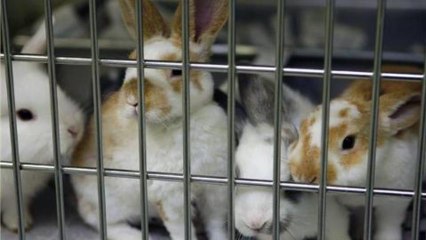 Inside Story Americas - Legalising animal abuse?