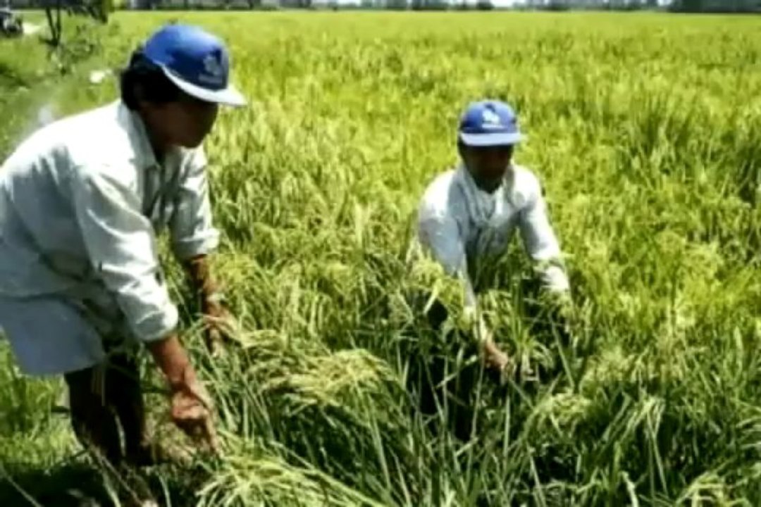 J777 Foliar Organic Fertilizer (1 of 2)