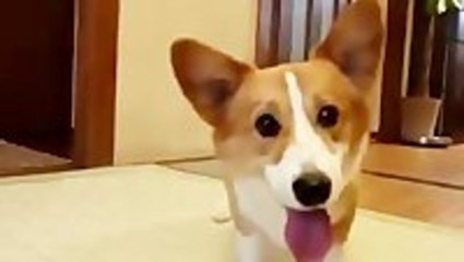 Corgi Really Wants That Ball