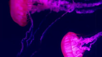 Leonel García, Carla Morrison - Que Lloro (Video Visual)