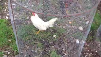 CO ACTUELEMENT DISPONIBLES CHEZ COQPASSION911