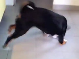 Un nouveau jouet  "pouet" sans danger pour Houba, chiot Bouvier d'Appenzell