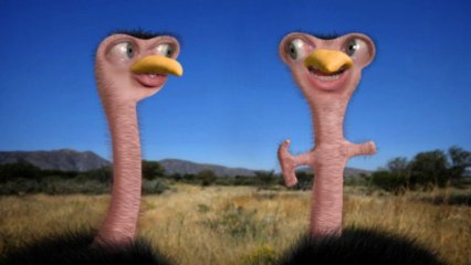 Les autruches (Tetesaclaques.tv)