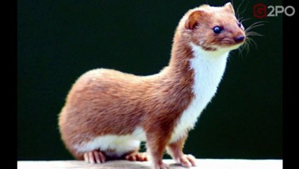 Introducing Mob of the Dead's Arthur "The Weasel" Arlington | Played by Joe Pantoliano