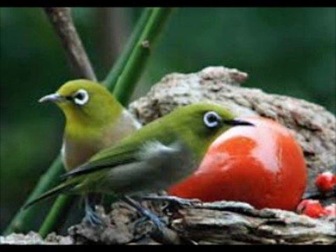 君が居てくれたなら Je voudrais tant que tu sois là セルジュ・ラマ /　訳詞初稿 Sima