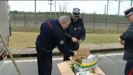 De plus en plus de khat, une plante euphorisante, saisi à Calais