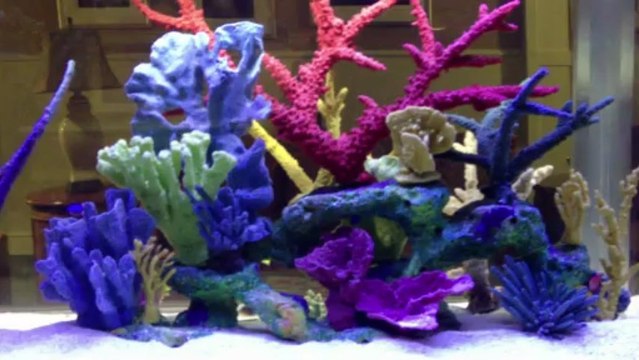 Orange Park, FL. Aquatic Care, Aquarium Cleaners 905-588-2700 Orange Park, Florida.