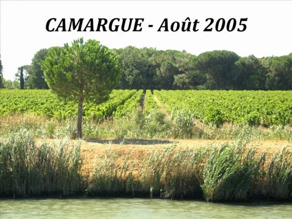 CAMARGUE - Août 2005