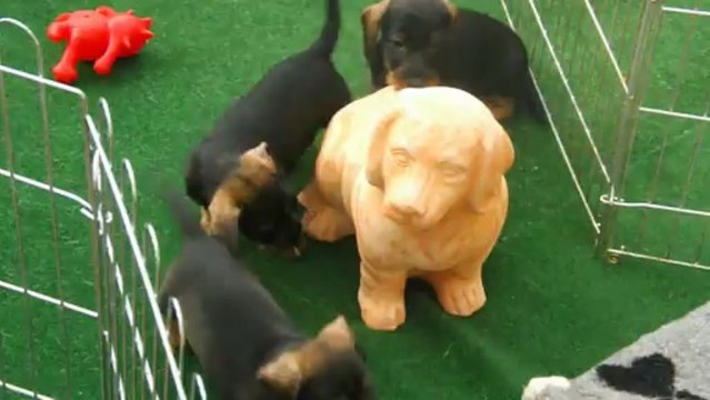 Chiots teckel à poil dur 7 semaines