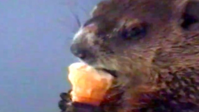 Bad Day? Here's A Woodchuck Eating an Ice Cream Cone