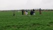 Syrian farmers plough on despite conflict