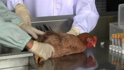 Hong Kong steps up bird flu testing