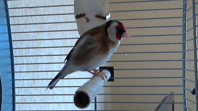 chant chardonneret de 11 mois